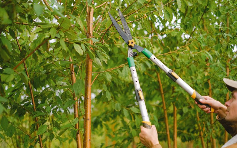 Tree trimming in Mathews, LA