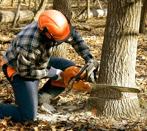 Tree Removal in Mathews, LA